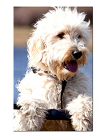 PET {Photographs}